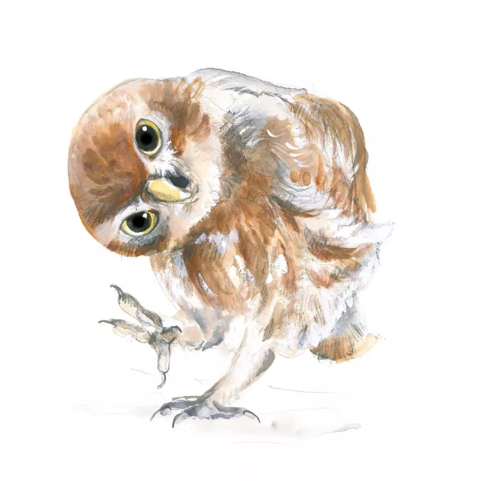 Brent, Isabelle: Hibou Curieux
