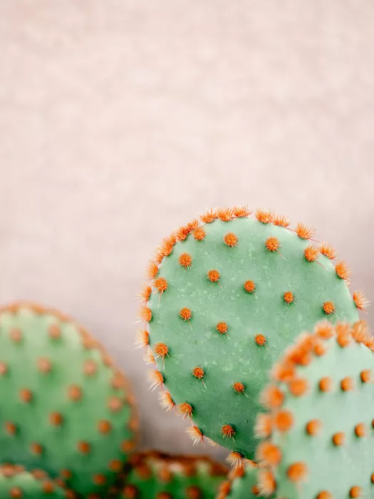 Zwart, Raisa: Kakteen in Pastelltönen