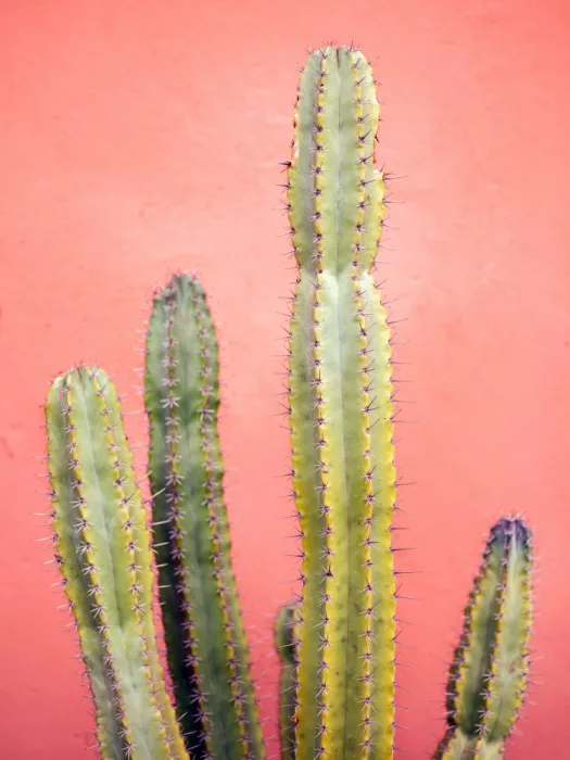 Zwart, Raisa: Pretty Pink Cactus Marrakech