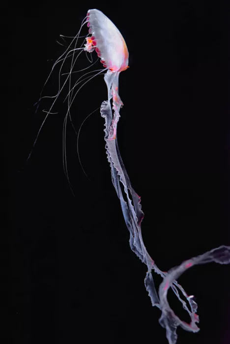 hiro: Upright jellyfish