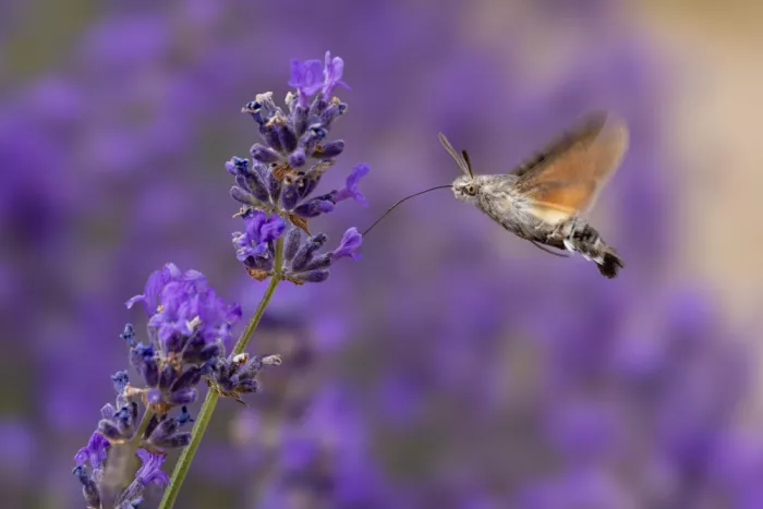 Ronnie, Khan Azim: Hummingbird Hawk Moth