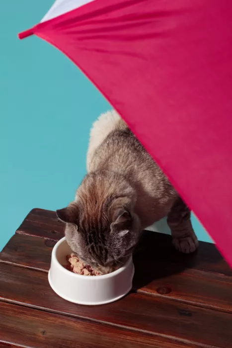 Ramiro, Julia: Cat picnic day