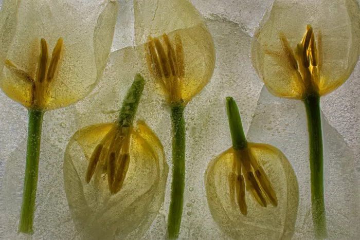 Losada, Secundino: Frozen tulip II