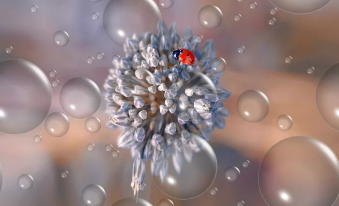 Dufour, Thierry: Mini planète pour coccinelle...