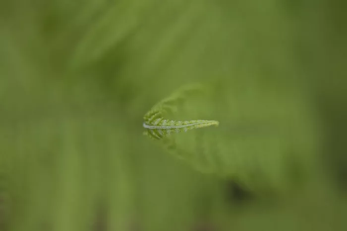 Colligan, Lynann: Waldfrond