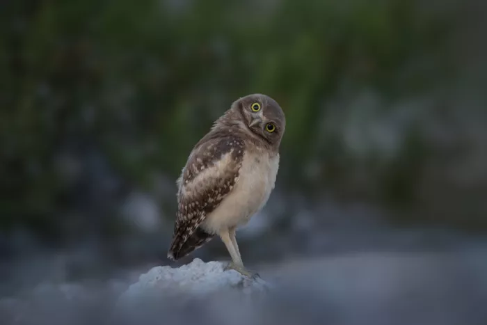 Xu, Tony: Burrowing Owl