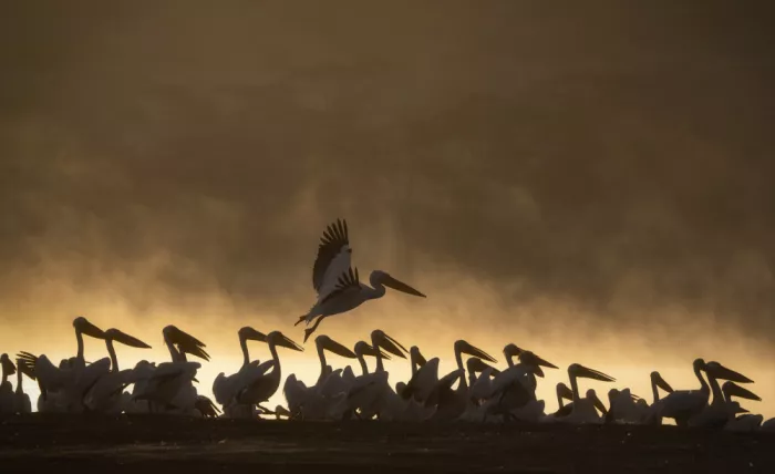 Marchegiani, Roberto: Pelicans