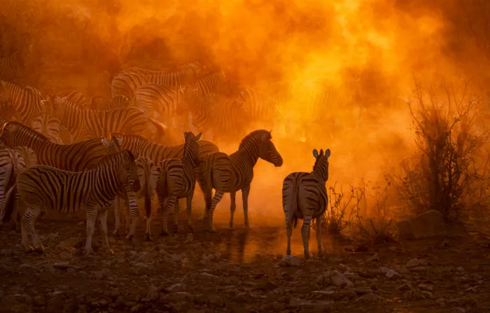 W, Joanna: Zebras herd at sunset (Namibia)