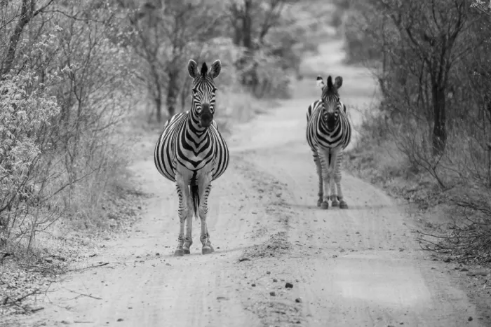 Wirtz, Caroline: Zebra crossing
