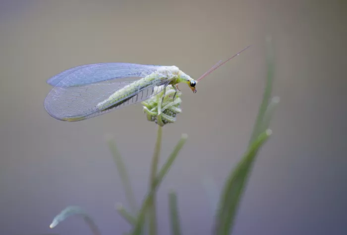Summer2016: Lacewing