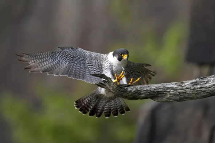 Lam, Gavin: Peregrine Falcon