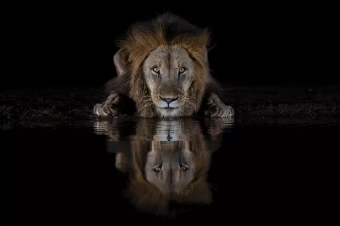 Zuo, Jun: A Lion at The Night
