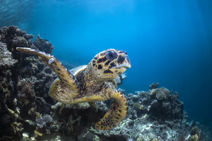 Gabriel, Barathieu: Hawksbill turtle