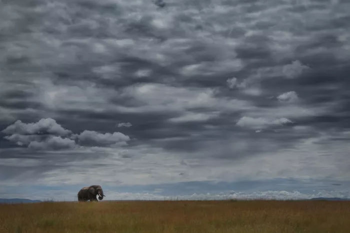 Marchegiani, Roberto: Masai Mara Reserve