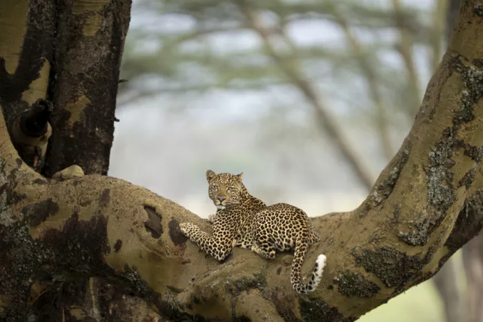 Marchegiani, Roberto: Leopard Portrait