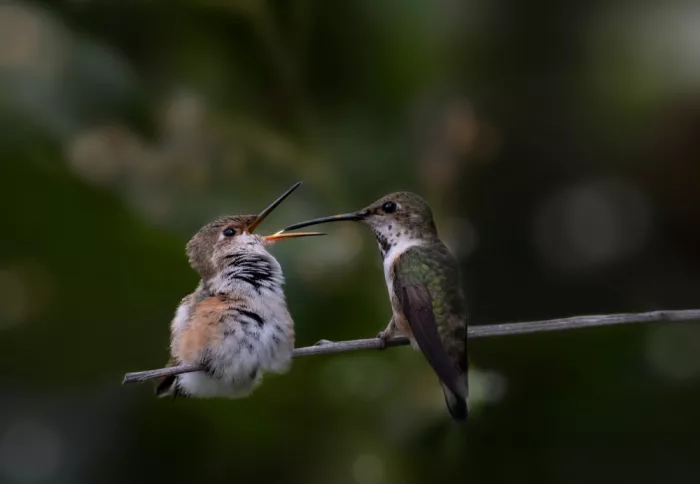 NanZ: Feeding