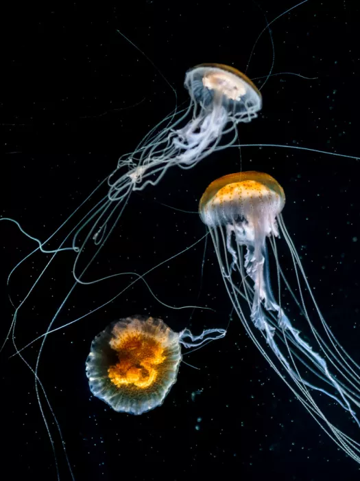 Aliace/uesan: Three Sea Nettle