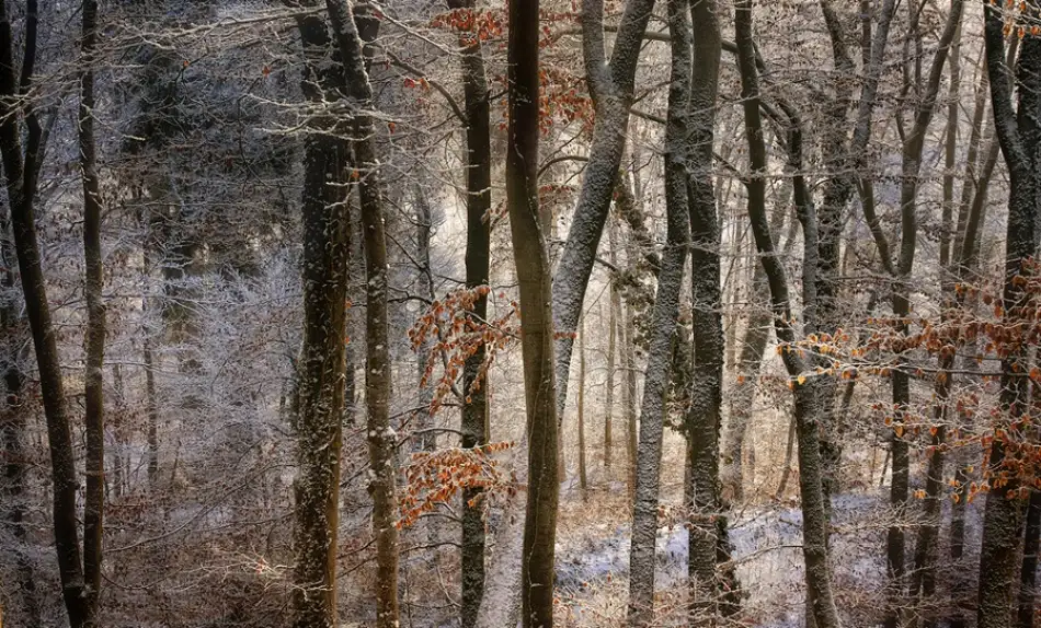 Maier, Norbert: october snow