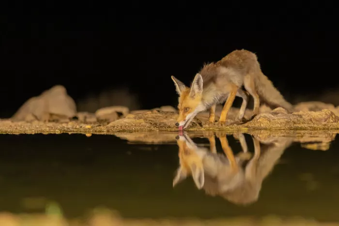 Mizrachy, Haim: Fuchs trinkt nachts