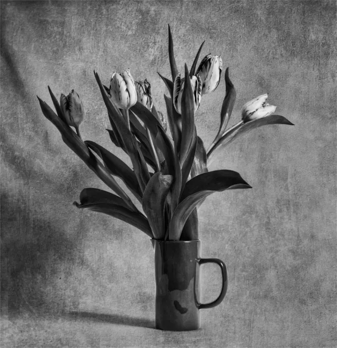 Derwood: Mono Tulips