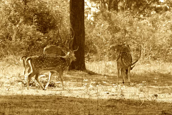 ch, Santhosh: Promenade majestueuse du cerf