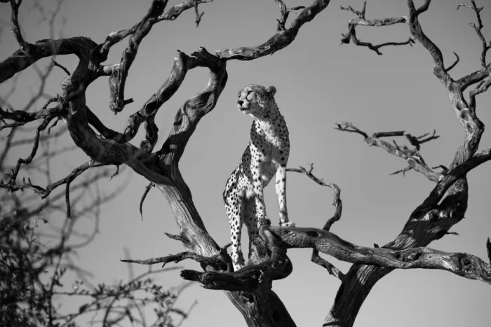 W, Joanna: Predation
