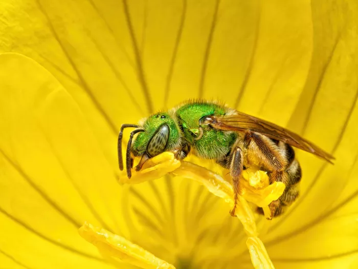 Gagnon, Lucie: An Essential Pollinator
