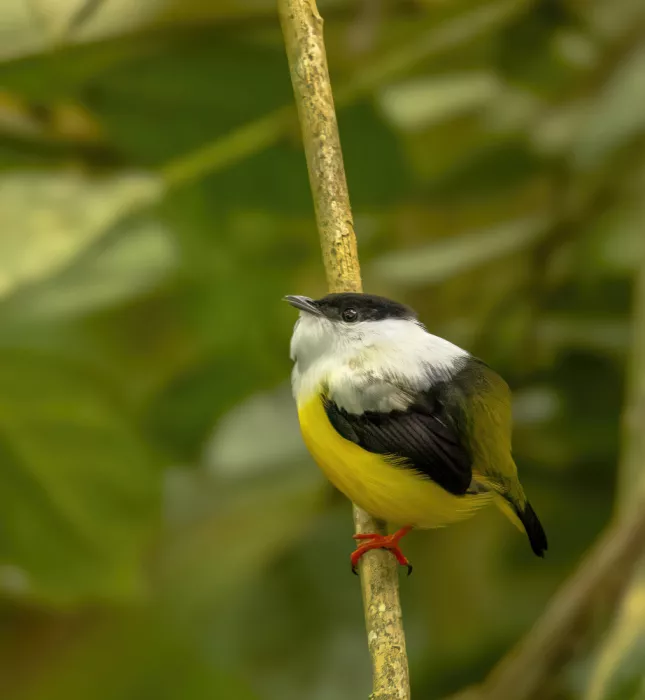 Jin, Jie: White-collared Manakin