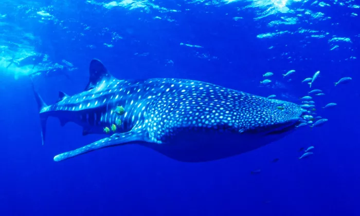 KOBAYASHI, KIMIO: Whale Shark Dream