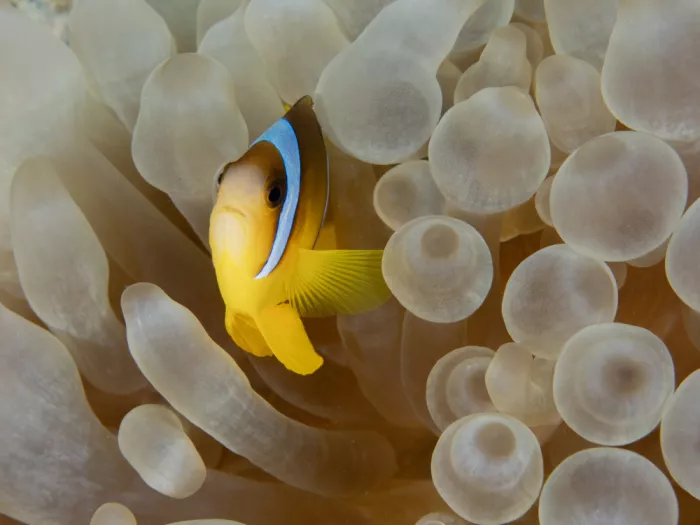 Tov, Ben Ilan: Anemone Fish