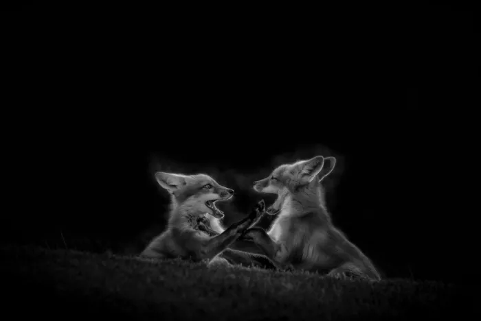AN, ANNA: Cubs Fighting