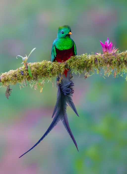 He, Mike: Quetzal splendente