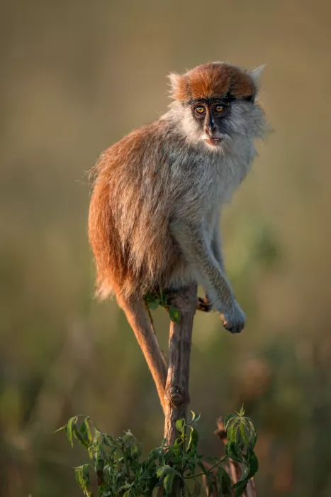 Amtmann, Ana: MONKEY