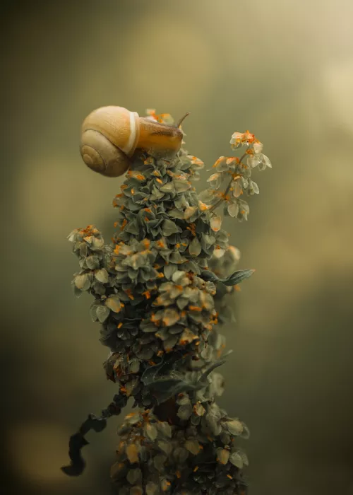 Zvinakeviciute, Kristina: Snail