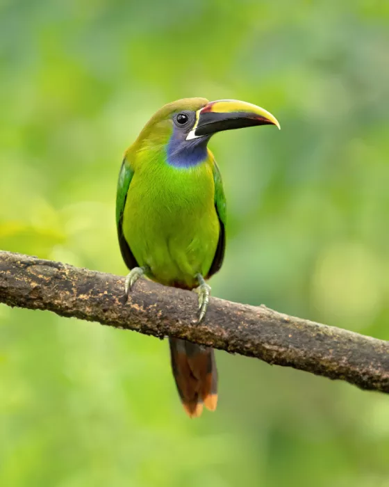 Zygmunt, Milan: Emerald toucanet