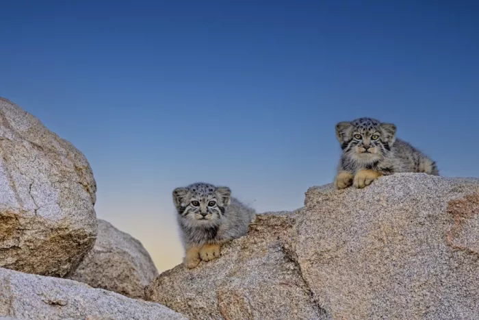 Waldmann, Shlomo: Gatos de Pallas. Crías.