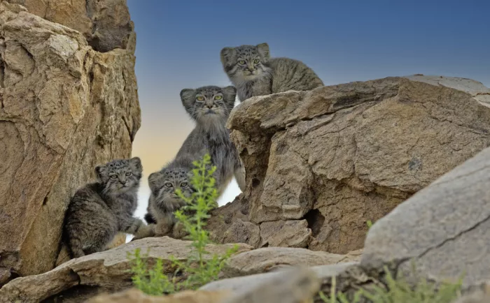 Waldmann, Shlomo: Tres crías de gato de Pallas con mamá