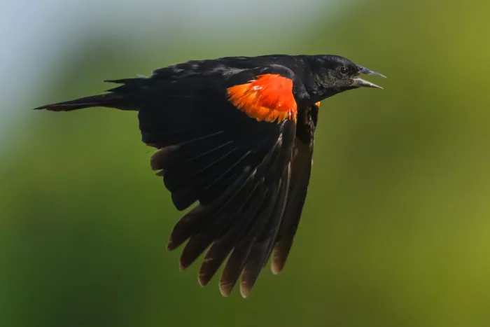 Wang, Moses: Red-winged blackbird