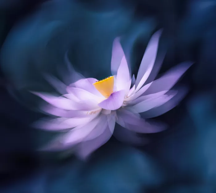 Wang, Catherine: Drift Lotosu