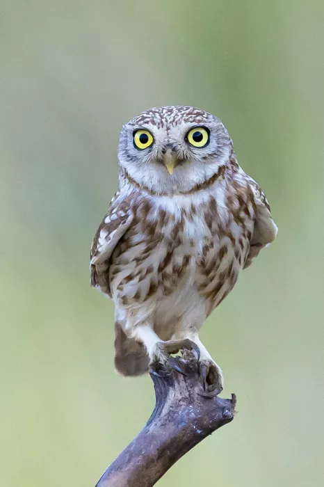 Mizrachy, Haim: LITTLE OWL ON THE TREE