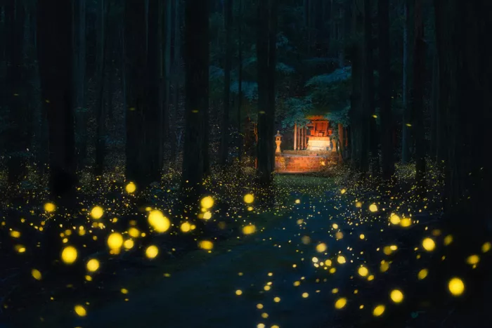 quan, van Vu: Fireflies dancing