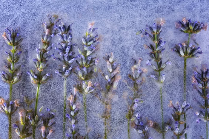 Losada, Secundino: Frozen lavender