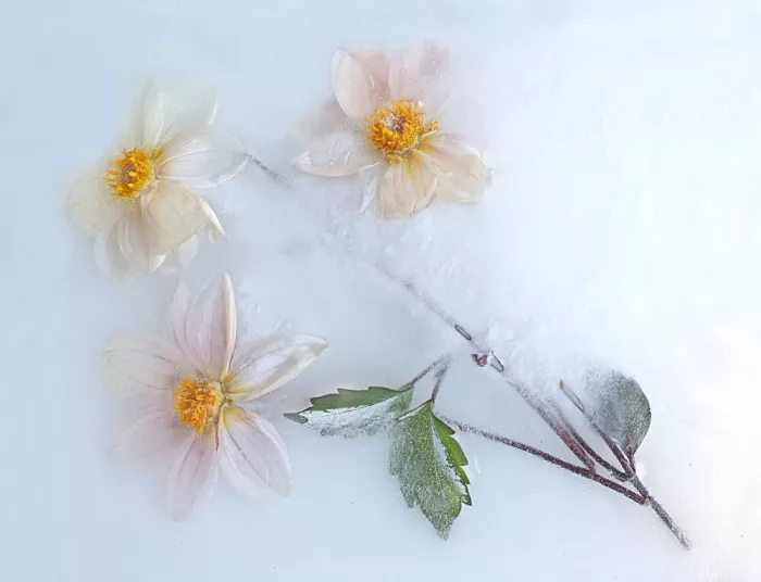 Uranga, Pedro: White Dahlias.