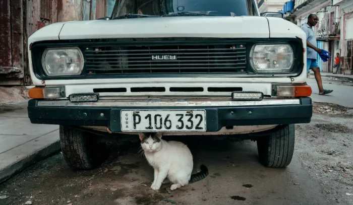 Bauer, Andy: Cat