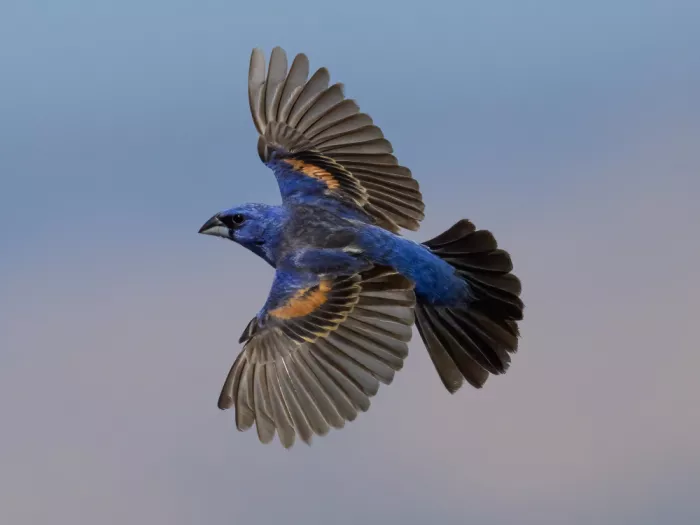 Wang, Moses: Blue grosbeak