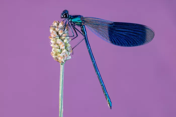 Ronnie, Khan Azim: Common blue damselfly