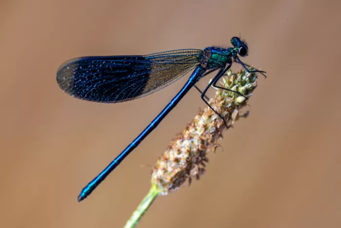 Ronnie, Khan Azim: Blue damselfly