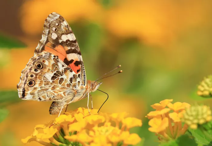 Ascic, Simun: Painted lady