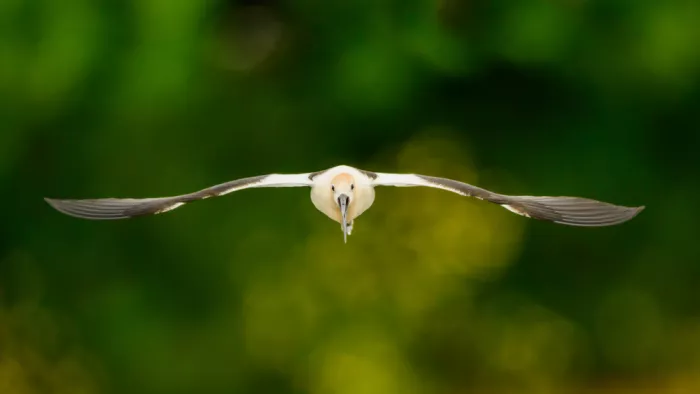 Wang, Moses: American avocet