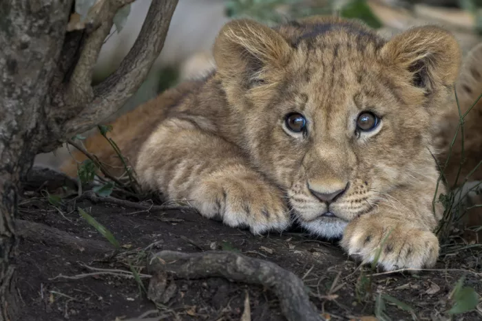 Tsui, Hung: Lion cub under tree
